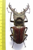 Lucanus dybowskyi  Russia, Far East  60mm - INSECTS-STORE.RU
