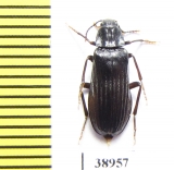Melandrya dubia  Russia, Tver reg. - INSECTS-STORE.RU