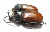 Golofa pelagon, pair  Argentina - INSECTS-STORE.RU