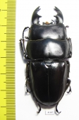 Dorcus alcides  Indonesia, Sumatra  62mm - INSECTS-STORE.RU