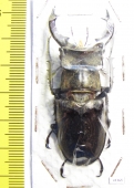 Lucanus sericeus  Vietnam 57mm - INSECTS-STORE.RU