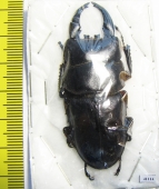 Dorcus thoracicus  Malaysia, Borneo  58mm - INSECTS-STORE.RU