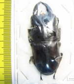 Dorcus thoracicus  Malaysia, Borneo  57mm - INSECTS-STORE.RU