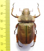 Spodochlamys mirabilis  Ecuador 42mm - INSECTS-STORE.RU