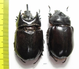 Strategus aloeus, pair  Mexico 46mm - INSECTS-STORE.RU