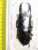 Dorcus platymelus China, Sichuan prov.  59mm - INSECTS-STORE.RU