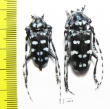 Anoplophora zonatrix, pair  Thailand - INSECTS-STORE.RU