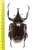 Xylotrupes lorquini  Indonesia, Taliabu isl. - INSECTS-STORE.RU
