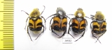 Trichius fasciatus  Russia, Tver reg. - INSECTS-STORE.RU