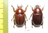Didrepanephorus lao, pair  Laos - INSECTS-STORE.RU