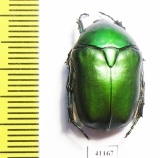 Protaetia ungarica armeniaca  Armenia - INSECTS-STORE.RU