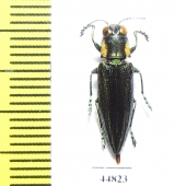 Iridotaenia chrysostoma ramma  Indonesia, Sumatra - INSECTS-STORE.RU