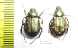 Gnorimus subcostatus, pair  Iran, Mazandaran prov. - INSECTS-STORE.RU