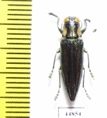 Iridotaenia chrysostoma ramma  Indonesia, Sumatra - INSECTS-STORE.RU