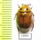 Rutelinae sp.  Indonesia, Papua - INSECTS-STORE.RU