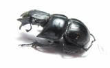 Lethrus acutangulus, male  Iran, Golestan prov. - INSECTS-STORE.RU
