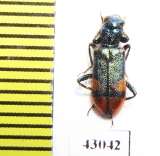 Trichodes sp.  Iran, Kurdistan prov. - INSECTS-STORE.RU