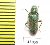 Trichodes sp.  Iran, Kurdistan prov. - INSECTS-STORE.RU