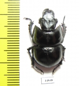 Lethrus acutangulus, male  Iran, Golestan prov. - INSECTS-STORE.RU