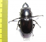 Prosopocoilus torresensis  Australia - INSECTS-STORE.RU