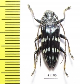 Pascoea idae  Indonesia, Ceram isl. - INSECTS-STORE.RU