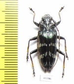 Pascoea idae  Indonesia, Ceram isl. - INSECTS-STORE.RU