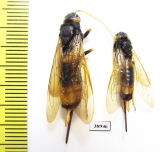 Siricidae sp.  Russia, Tver reg. - INSECTS-STORE.RU