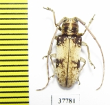 Cerambycidae sp.  South Africa Rep. - INSECTS-STORE.RU