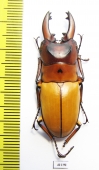 Prosopocoilus occipitalis  Indonesia, Sulawesi - INSECTS-STORE.RU