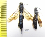 Siricidae sp., pair  Russia, Tver reg. - INSECTS-STORE.RU