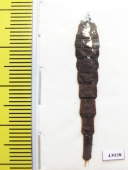 Lycidae sp.  Indonesia, Kalimantan - INSECTS-STORE.RU