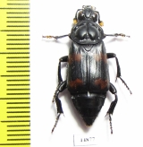 Nicrophorus distinctus  Indonesia, Sulawesi - INSECTS-STORE.RU