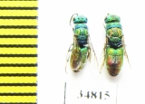 Chrysididae sp.  Russia, Tver reg. - INSECTS-STORE.RU
