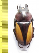 Neolucanus parryi  Thailand  39mm - INSECTS-STORE.RU
