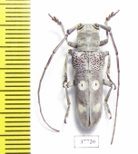 Prosopocera sp.  South Africa Rep. - INSECTS-STORE.RU