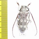 Prosopocera sp.  South Africa Rep. - INSECTS-STORE.RU