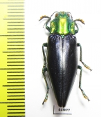 Cyphogastra nigripennis  Indonesia, Buru isl. - INSECTS-STORE.RU