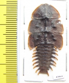 Lycidae sp.  Indonesia, Java - INSECTS-STORE.RU