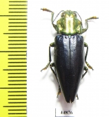 Cyphogastra nigripennis  Indonesia, Buru isl. - INSECTS-STORE.RU