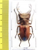 Cyclommatus pulchellus  Indonesia, Papua  34mm - INSECTS-STORE.RU