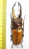 Cyclommatus montanellus  Malaysia, Borneo  63mm - INSECTS-STORE.RU