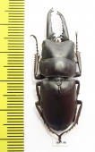 Prosopocoilus ? katsurai  Laos  42mm - INSECTS-STORE.RU