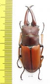 Prosopocoilus astacoides elaphus  Malaysia 52mm - INSECTS-STORE.RU