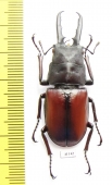 Prosopocoilus myrmecoleon  Indonesia, Sulawesi  48mm - INSECTS-STORE.RU