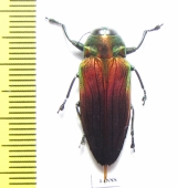 Belionota mniszechi  Indonesia, Halmahera isl. - INSECTS-STORE.RU