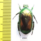 Poecilopharis curtisi  Indonesia, Yamdena isl. - INSECTS-STORE.RU