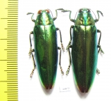 Chrysochroa kaupi, pair  Indonesia, Seram isl. - INSECTS-STORE.RU