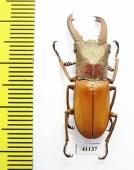 Cyclommatus incognitus  Malaysia  29mm - INSECTS-STORE.RU