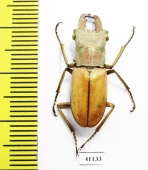 Cyclommatus modiglianii  Indonesia, Sumatra  24mm - INSECTS-STORE.RU