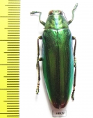 Chrysochroa kaupi  Indonesia, Seram isl. - INSECTS-STORE.RU